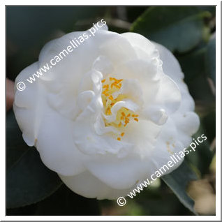 Camellia Japonica 'Virginal'