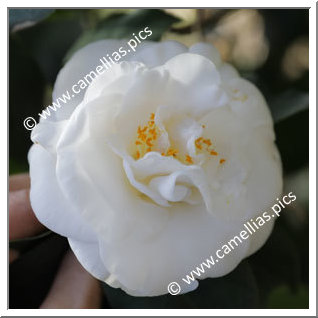 Camellia Japonica 'Virginal'