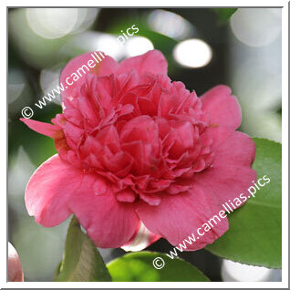 Camellia Japonica 'Virginia '