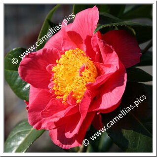 Camellia Hybride 'Virginia W. Cutter'