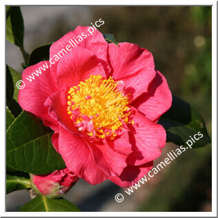 Camellia Hybride 'Virginia W. Cutter'