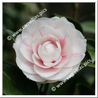 Camellia Japonica 'Virginia Franco'