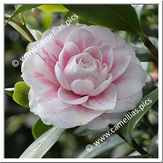 Camellia Japonica 'Virginia Franco'