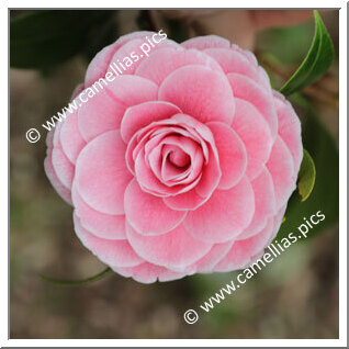 Camellia Japonica 'Virginia Franco Rosea'