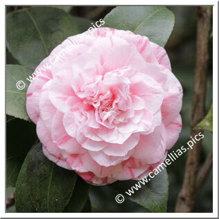 Camellia Japonica 'Virginia Marini'