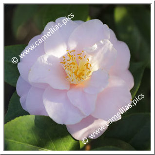 Camellia Japonica 'Virginia Robinson'