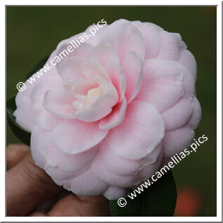 Camellia Japonica 'Viscondessa de Villar d'Allen'