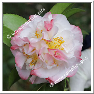 Camellia Japonica 'Viscondessa da Silva Monteiro'