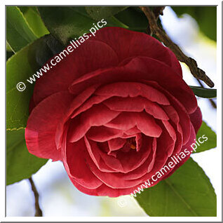Camellia Japonica 'Vittoria Falsoi'