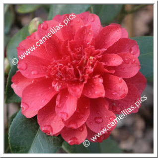 Camellia Japonica 'Volcano'