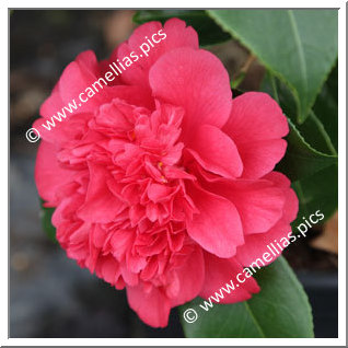 Camellia Japonica 'Volcano'