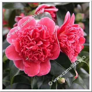 Camellia Japonica 'Volunteer'