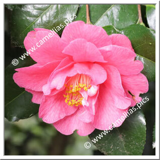 Camellia Hybride C.x williamsii 'Waltz Dream'