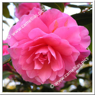 Camellia Hybrid C.x williamsii 'Water Lily'