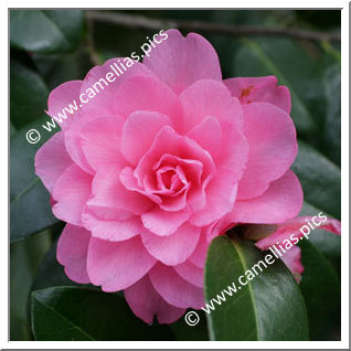 Camellia Hybrid C.x williamsii 'Water Lily'