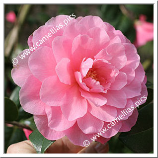 Camellia Hybride C.x williamsii 'Water Lily'