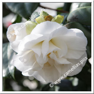 Camellia Japonica 'Welbankiana'
