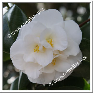 Camellia Japonica 'Welbankiana'