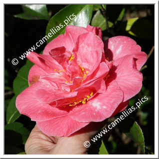 Camellia Japonica 'Margaret Wells Delight'
