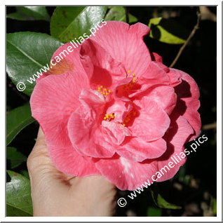 Camellia Japonica 'Margaret Wells Delight'