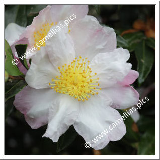 Camellia Sasanqua 'Weroona'