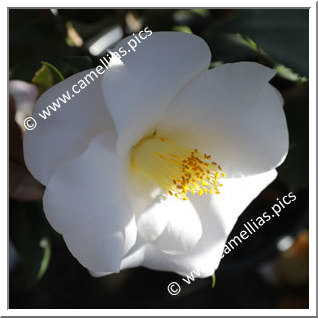 Camellia Japonica 'White Bouquet'