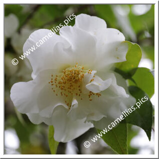 Camellia Japonica 'White Empress'