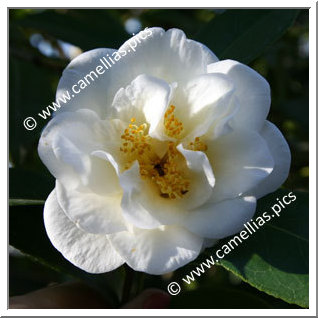 Camellia Japonica 'White Empress'