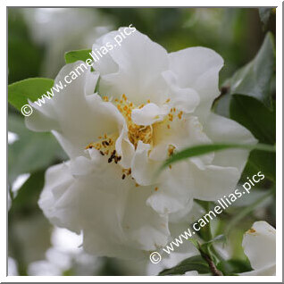 Camellia Japonica 'White Empress'