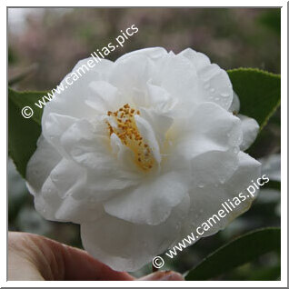 Camellia Japonica 'White Giant'