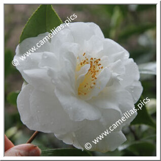 Camellia Japonica 'White Giant'