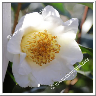 Camellia Japonica 'White Mermaid'