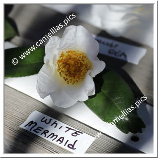 Camellia Japonica 'White Mermaid'