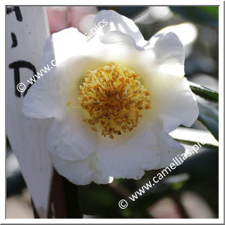 Camellia Japonica 'White Mermaid'