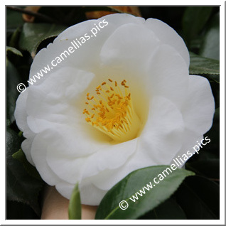 Camellia Japonica 'White Nun'