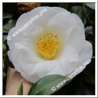 Camellia Japonica 'White Nun'