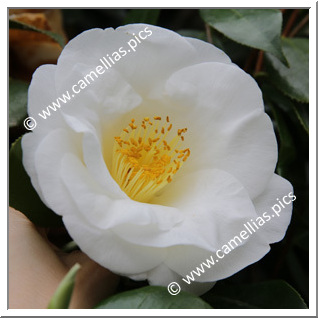 Camellia Japonica 'White Nun'