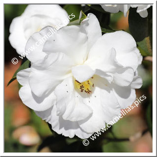 Camellia Hybride C.reticulata 'White Retic'