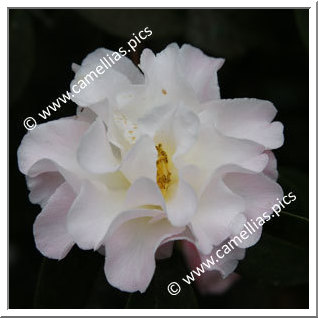 Camellia Hybride C.reticulata 'White Retic'