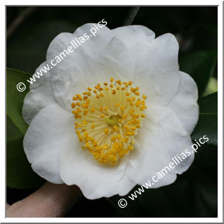 Camellia Japonica 'White Swan'