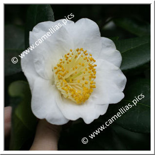 Camellia Japonica 'White Swan'