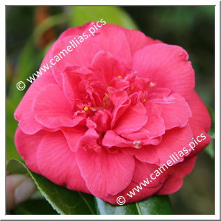 Camellia Japonica 'J.J. Whitfield'