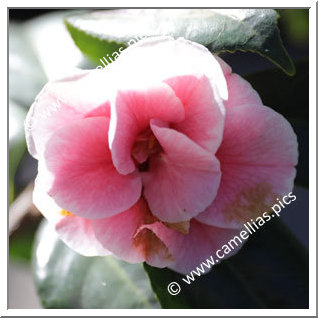 Camellia Japonica 'Wicke'