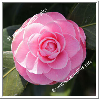 Camellia Japonica 'Wilamina'