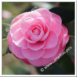 Camellia Japonica 'Wilamina'