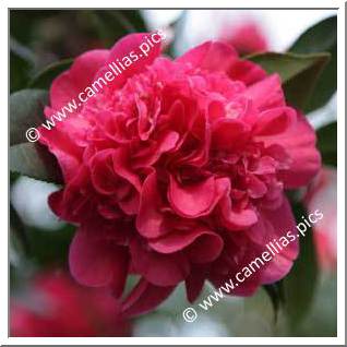 Camellia Hybride C.x williamsii 'Wilber Foss'