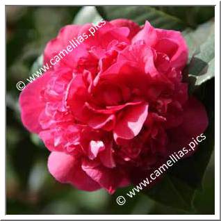 Camellia Hybride C.x williamsii 'Wilber Foss'