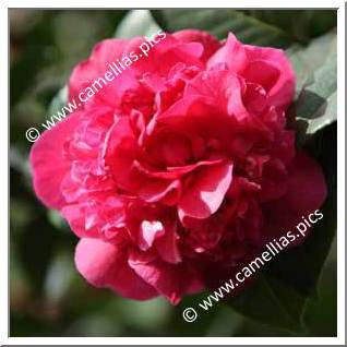 Camellia Hybrid C.x williamsii 'Wilber Foss'