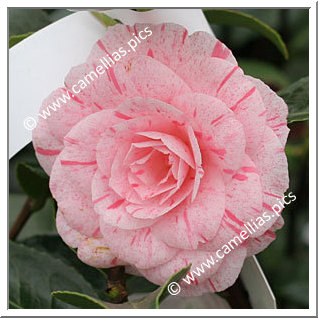 Camellia Japonica 'William Bartlett'