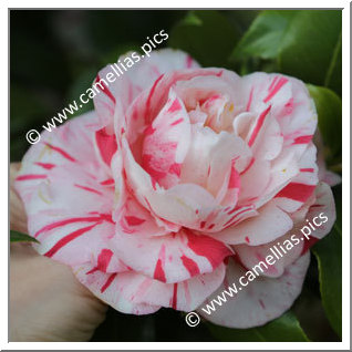 Camellia Japonica 'William Honey'